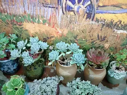 多肉50字，多肉新闻第80期 骑着装满多肉的自行车出去，很是神气！