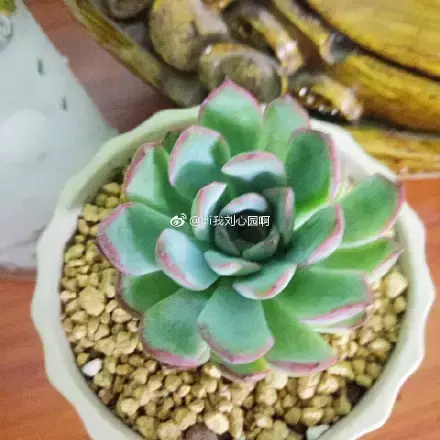 多肉50字，多肉新闻第80期 骑着装满多肉的自行车出去，很是神气！