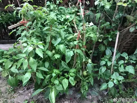 多肉50字，多肉新闻第80期 骑着装满多肉的自行车出去，很是神气！