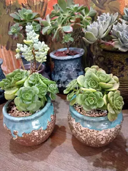 多肉50字，多肉新闻第80期 骑着装满多肉的自行车出去，很是神气！