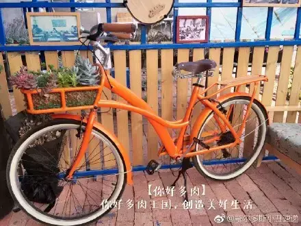 多肉50字，多肉新闻第80期 骑着装满多肉的自行车出去，很是神气！