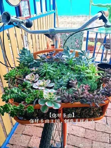 多肉50字，多肉新闻第80期 骑着装满多肉的自行车出去，很是神气！