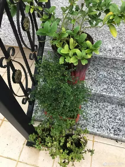 多肉50字，多肉新闻第80期 骑着装满多肉的自行车出去，很是神气！