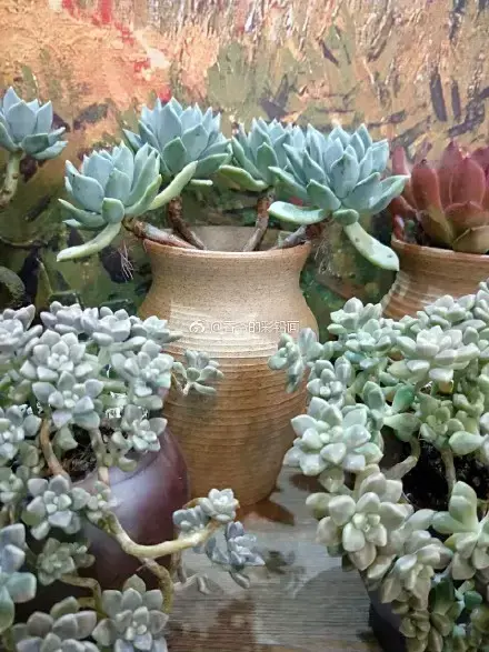 多肉50字，多肉新闻第80期 骑着装满多肉的自行车出去，很是神气！