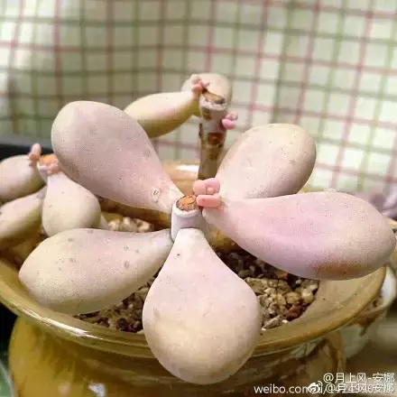 多肉50字，多肉新闻第80期 骑着装满多肉的自行车出去，很是神气！