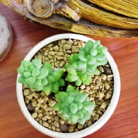 多肉50字，多肉新闻第80期 骑着装满多肉的自行车出去，很是神气！