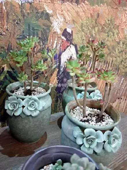 多肉50字，多肉新闻第80期 骑着装满多肉的自行车出去，很是神气！