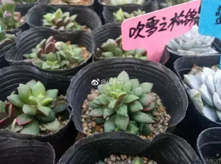 多肉50字，多肉新闻第80期 骑着装满多肉的自行车出去，很是神气！