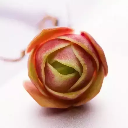 多肉50字，多肉新闻第80期 骑着装满多肉的自行车出去，很是神气！