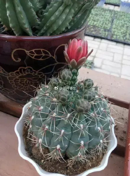 多肉50字，多肉新闻第80期 骑着装满多肉的自行车出去，很是神气！