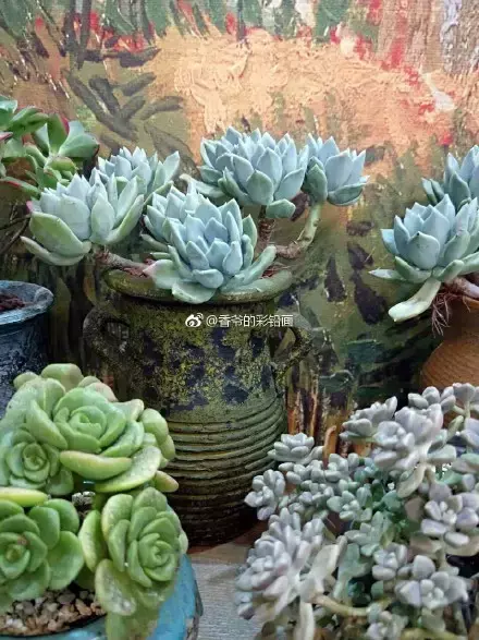 多肉50字，多肉新闻第80期 骑着装满多肉的自行车出去，很是神气！