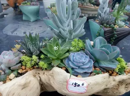 多肉50字，多肉新闻第80期 骑着装满多肉的自行车出去，很是神气！