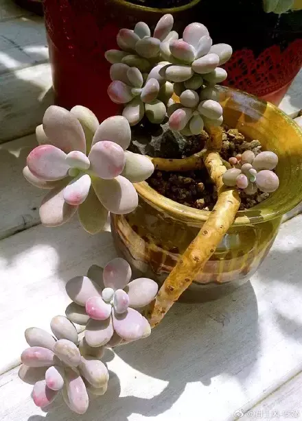 多肉50字，多肉新闻第80期 骑着装满多肉的自行车出去，很是神气！