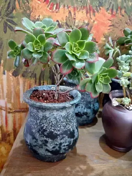 多肉50字，多肉新闻第80期 骑着装满多肉的自行车出去，很是神气！