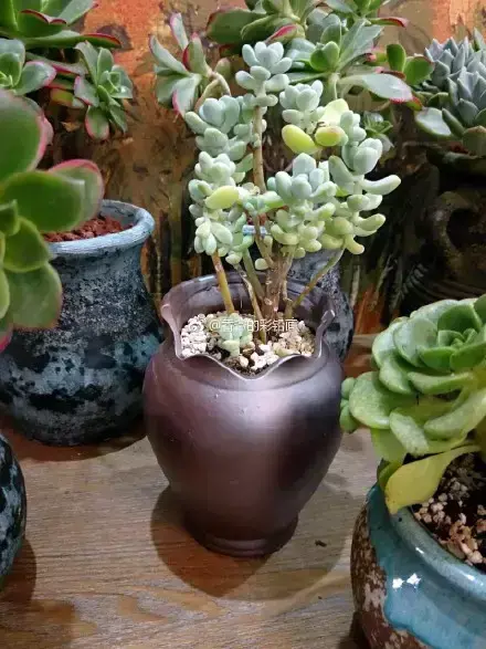 多肉50字，多肉新闻第80期 骑着装满多肉的自行车出去，很是神气！