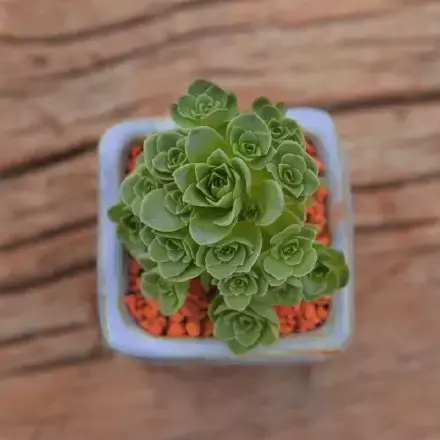 多肉50字，多肉新闻第80期 骑着装满多肉的自行车出去，很是神气！