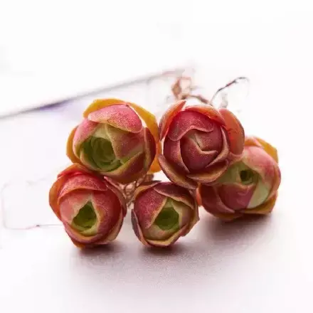 多肉50字，多肉新闻第80期 骑着装满多肉的自行车出去，很是神气！