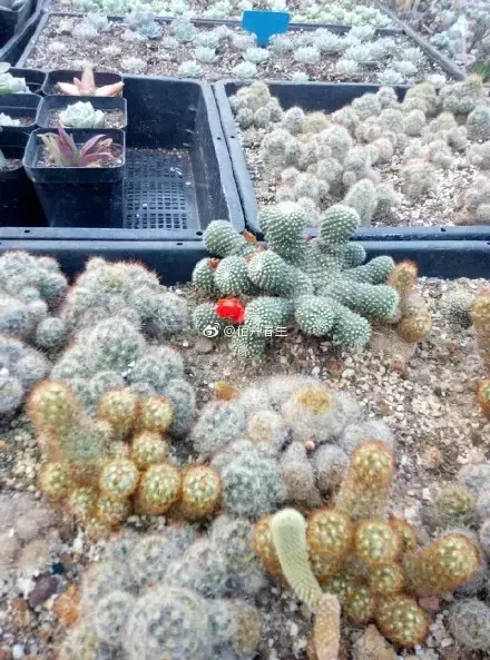 多肉50字，多肉新闻第80期 骑着装满多肉的自行车出去，很是神气！