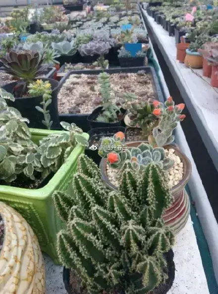 多肉50字，多肉新闻第80期 骑着装满多肉的自行车出去，很是神气！