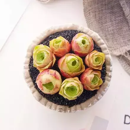 多肉50字，多肉新闻第80期 骑着装满多肉的自行车出去，很是神气！