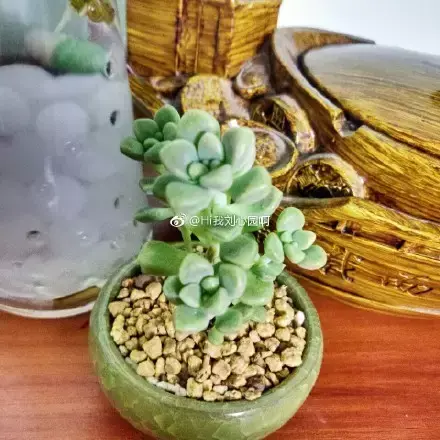 多肉50字，多肉新闻第80期 骑着装满多肉的自行车出去，很是神气！