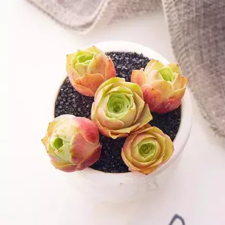 多肉50字，多肉新闻第80期 骑着装满多肉的自行车出去，很是神气！