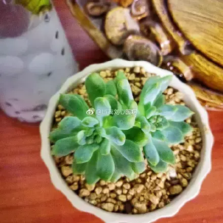 多肉50字，多肉新闻第80期 骑着装满多肉的自行车出去，很是神气！