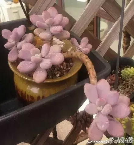 多肉50字，多肉新闻第80期 骑着装满多肉的自行车出去，很是神气！