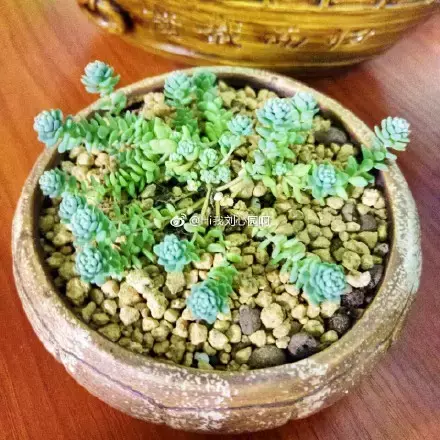 多肉50字，多肉新闻第80期 骑着装满多肉的自行车出去，很是神气！