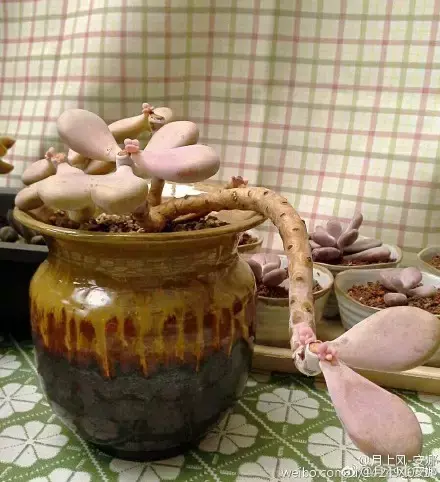 多肉50字，多肉新闻第80期 骑着装满多肉的自行车出去，很是神气！