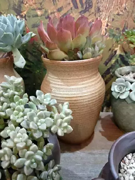 多肉50字，多肉新闻第80期 骑着装满多肉的自行车出去，很是神气！