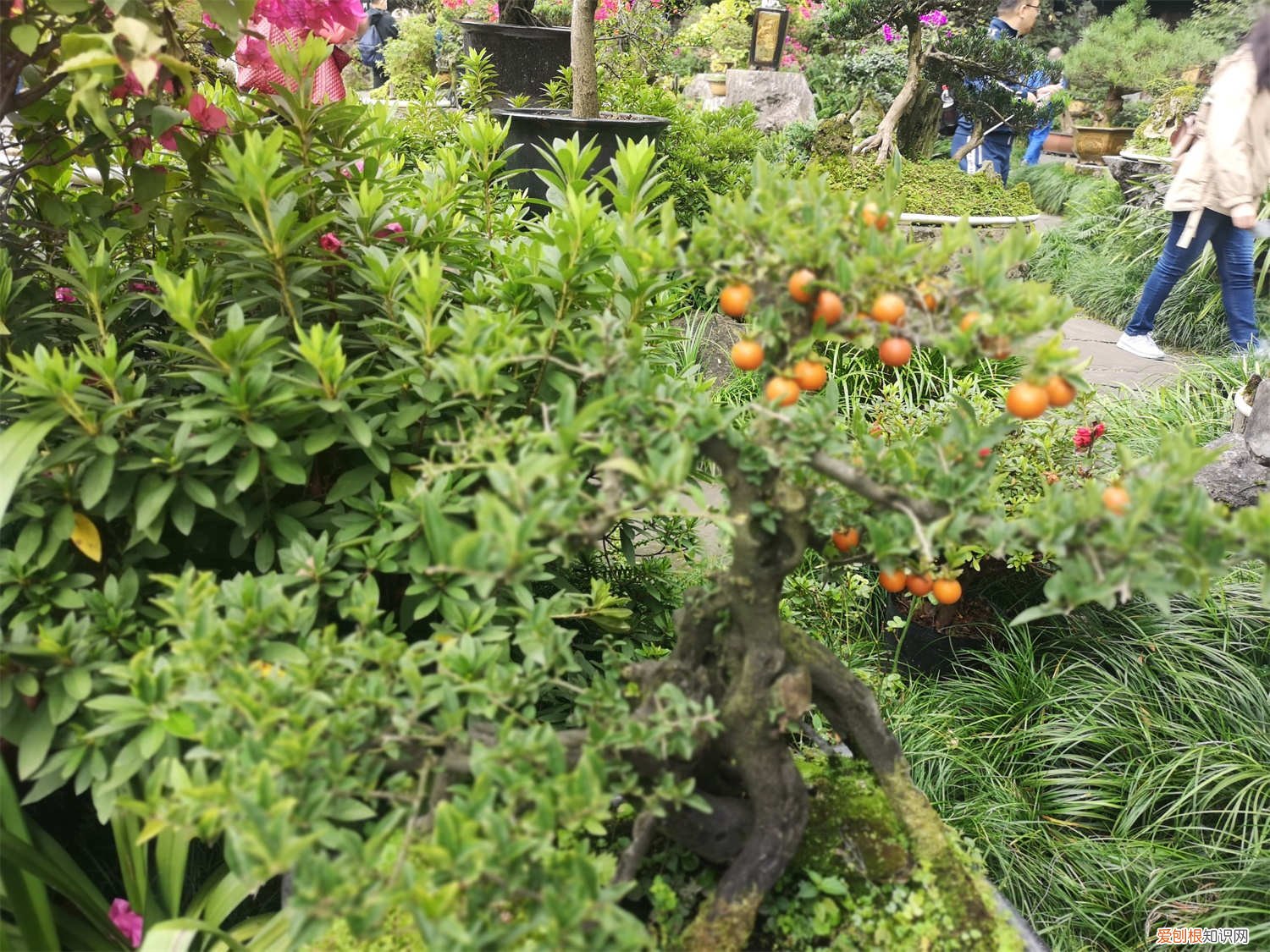 金弹子种子怎么种才能出阴芽 金弹子种子怎么种