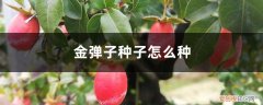 金弹子种子怎么种才能出阴芽 金弹子种子怎么种
