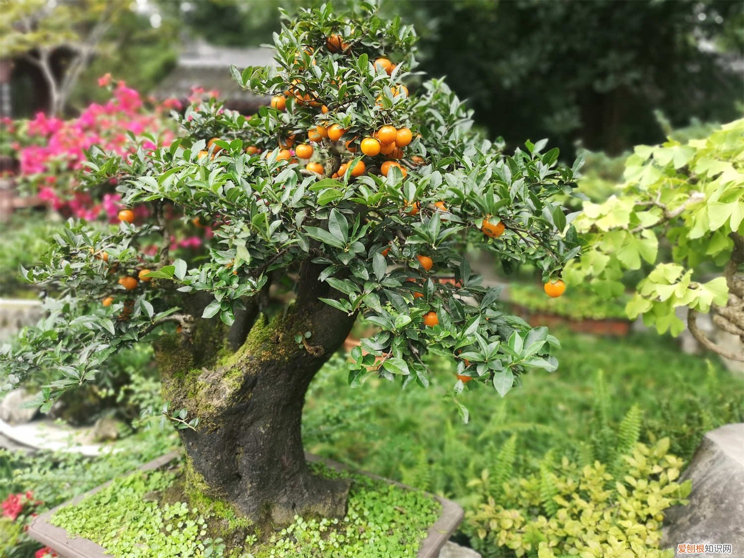 金弹子种子怎么种才能出阴芽 金弹子种子怎么种