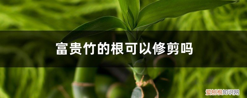 富贵竹的根能不能剪 富贵竹的根可以修剪吗