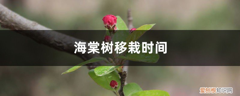 海棠树移栽时间和方法 海棠树移栽时间