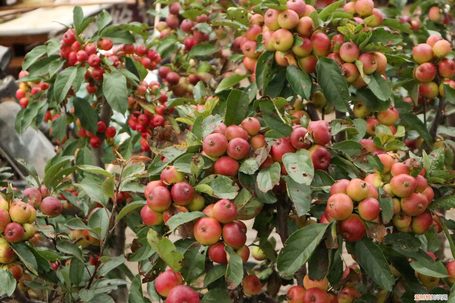 海棠树移栽时间和方法 海棠树移栽时间