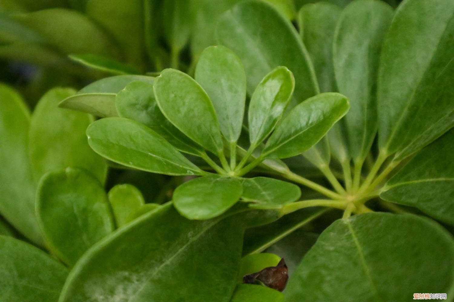 鸭脚木的根怎么从枝干长出来 如何让鸭脚木快速生根