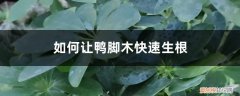 鸭脚木的根怎么从枝干长出来 如何让鸭脚木快速生根