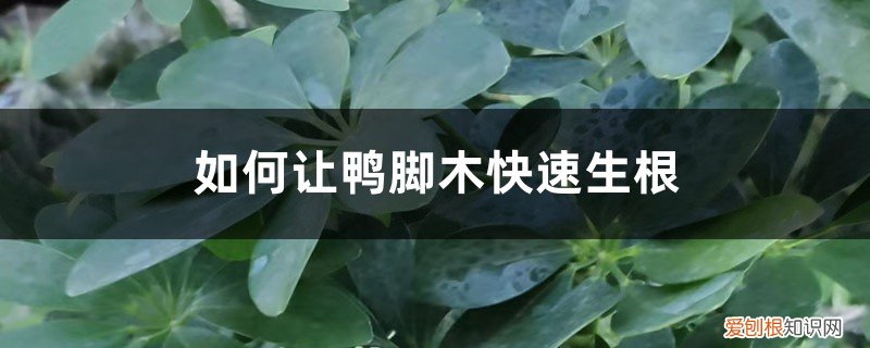 鸭脚木的根怎么从枝干长出来 如何让鸭脚木快速生根