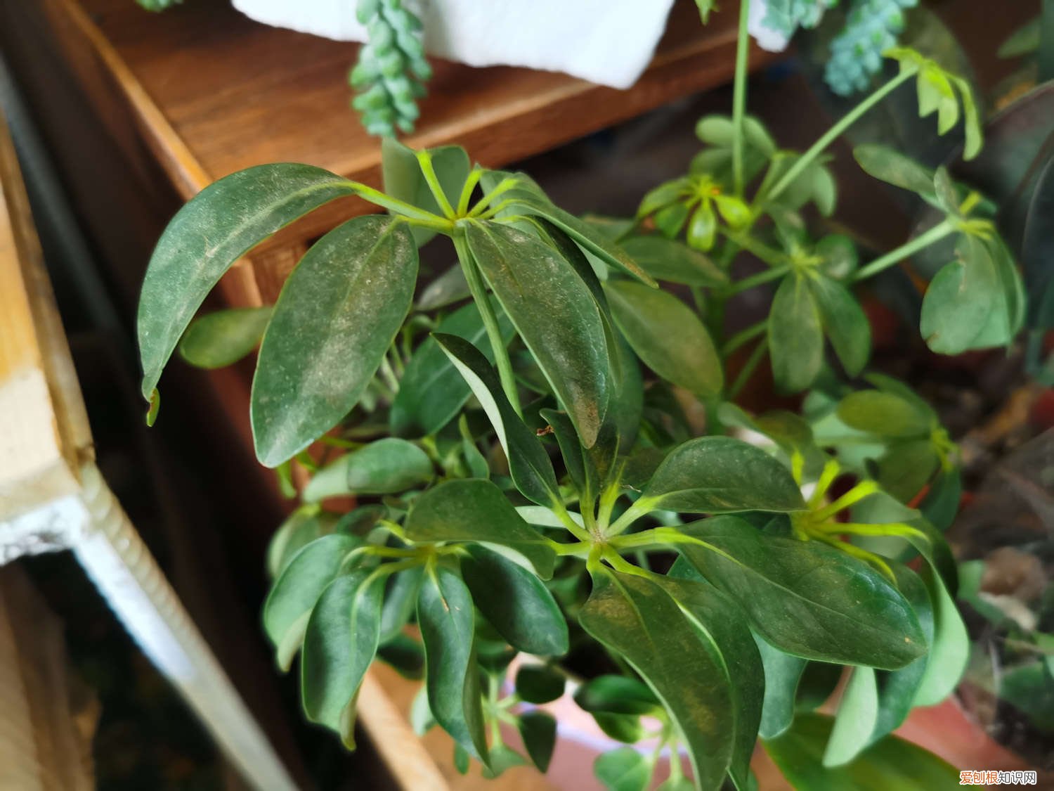 鸭脚木的根怎么从枝干长出来 如何让鸭脚木快速生根