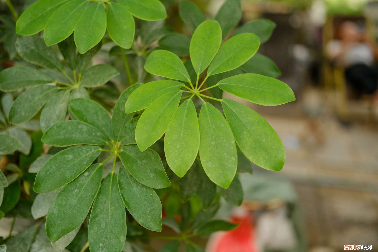 鸭脚木的根怎么从枝干长出来 如何让鸭脚木快速生根