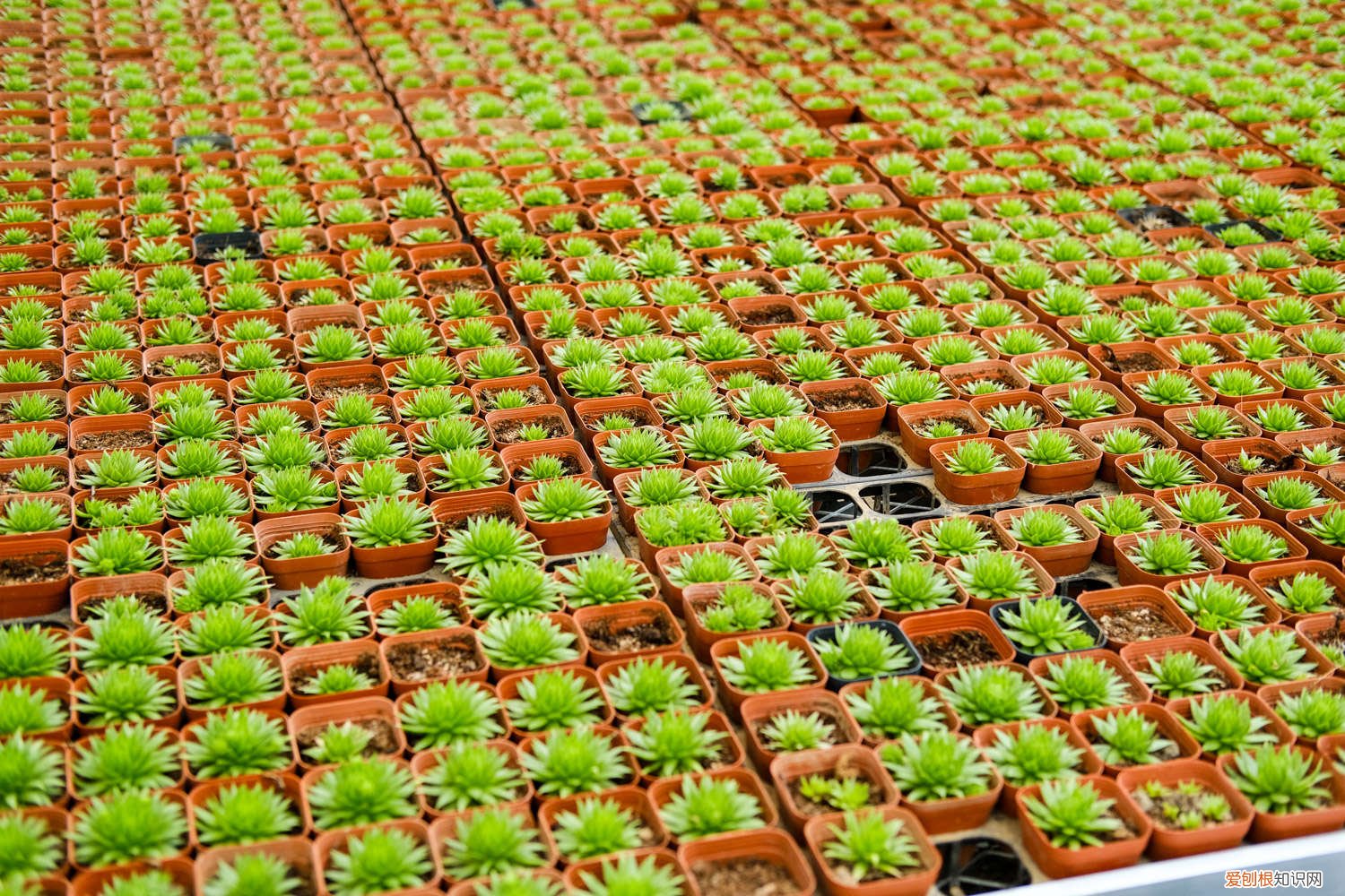 多肉肉锥吧 多肉肉锥怎么养