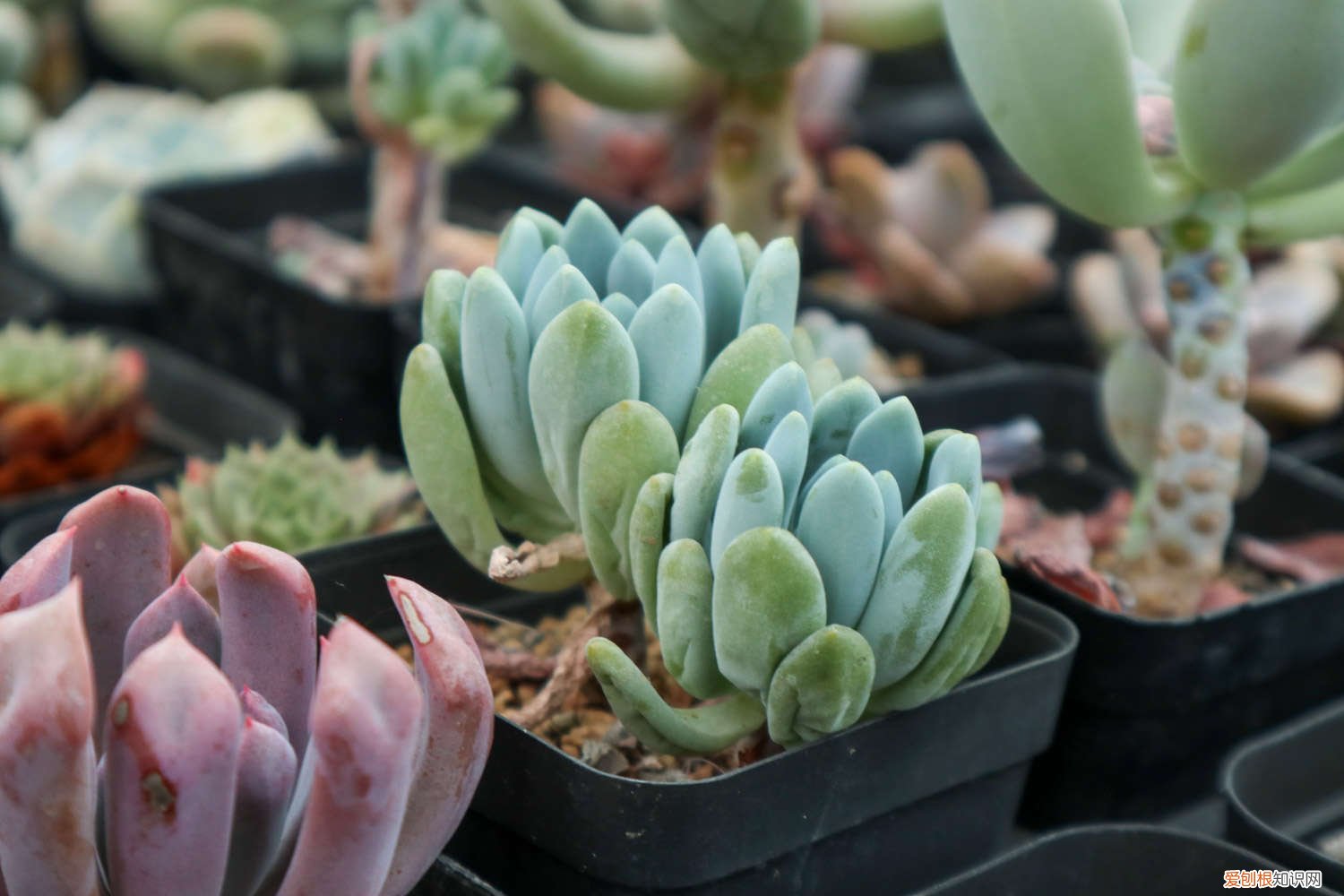 多肉肉锥吧 多肉肉锥怎么养