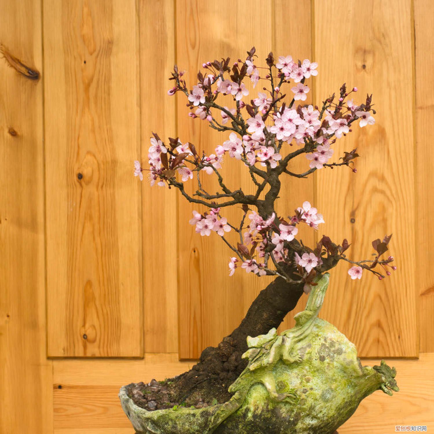 梅花修剪方法视频教程 梅花修剪方法