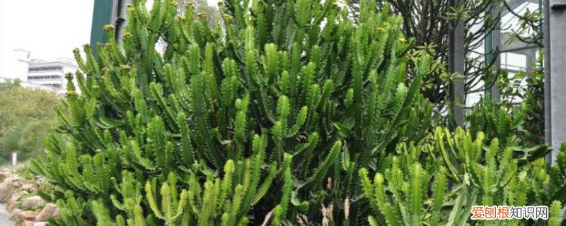 霸王鞭的扦插方法视频教程 霸王鞭的扦插方法