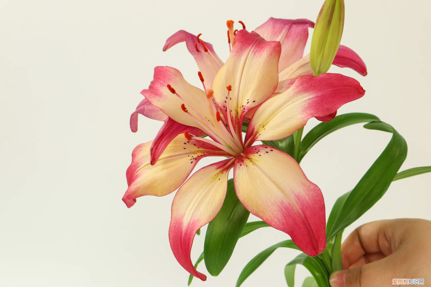 百合种球水培好盆栽好 百合种球怎么水培