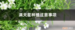 满天星要怎么样种植 满天星种植注意事项