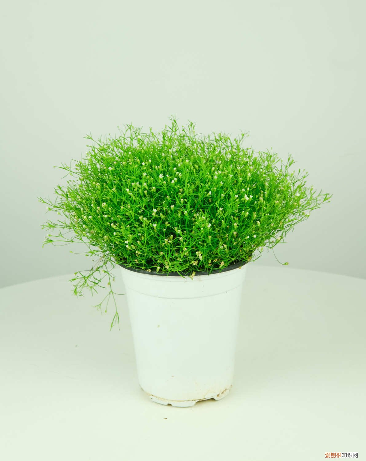 满天星要怎么样种植 满天星种植注意事项