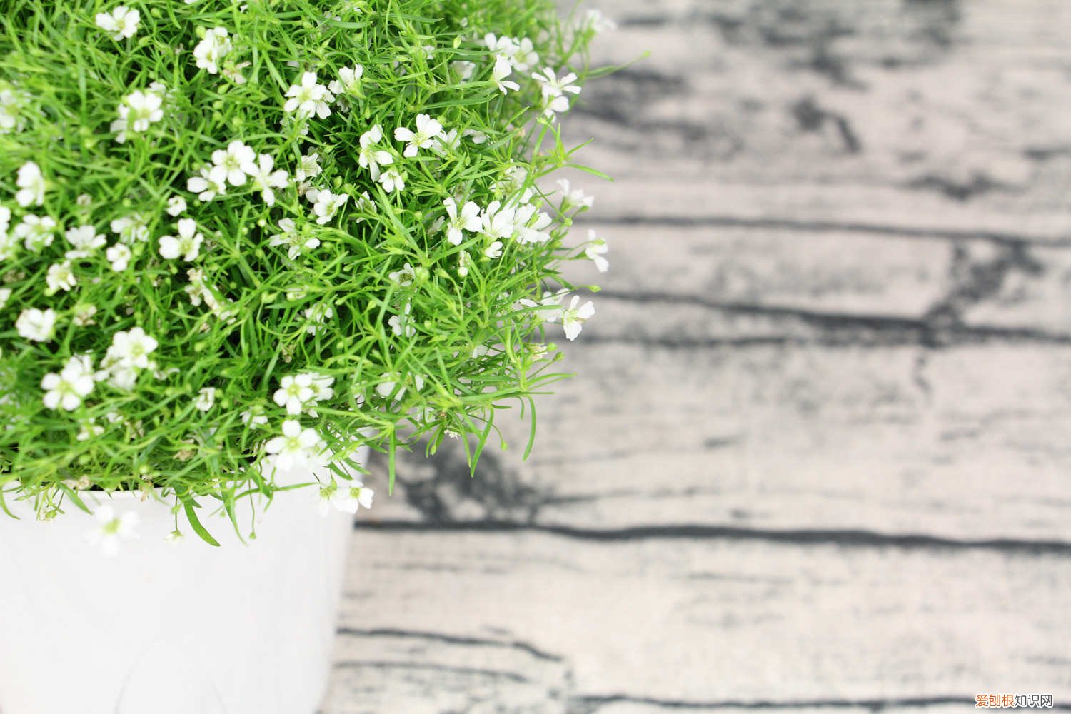 满天星要怎么样种植 满天星种植注意事项